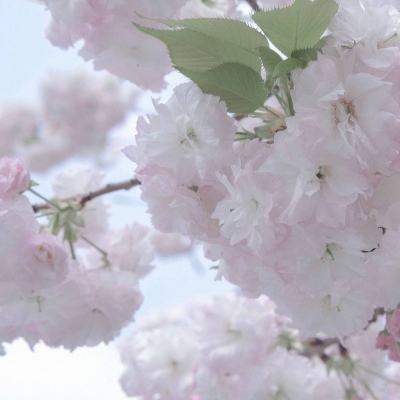 临西福瑞交流群